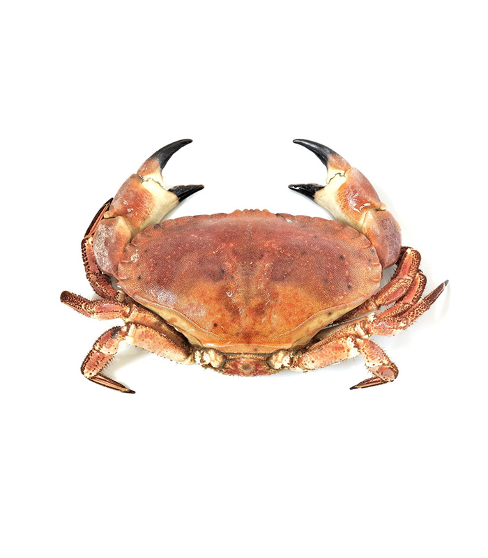 vg-sf-frshs-3.jpg Cornish Crab (Whole) - الصورة 1